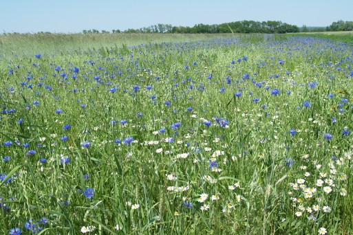 Mura floodplains in Slovenia