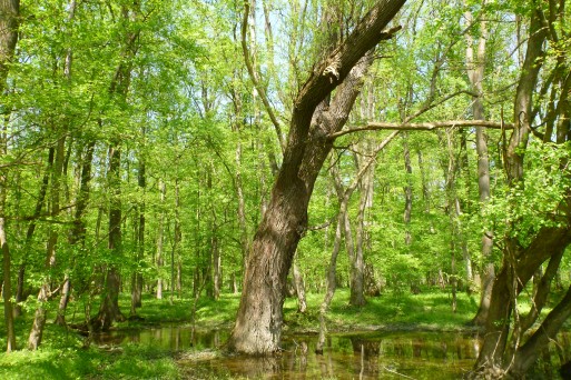 Mura alluvial forests in Slovenia