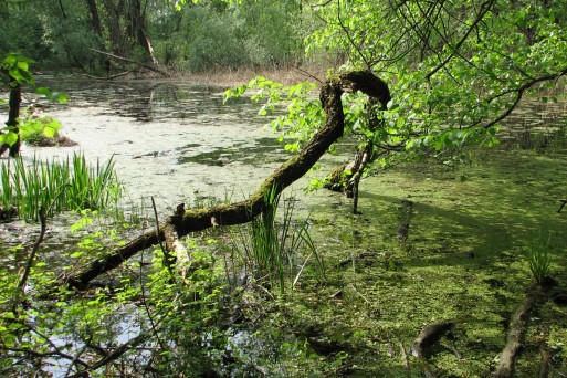 Oxbow lake on Mura