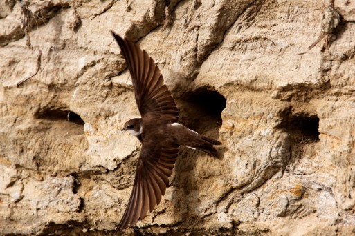 Sand Martin on Drava River