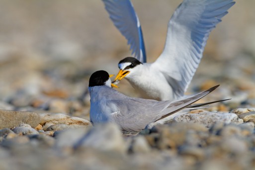 Little Tern on Drava River in Croatia