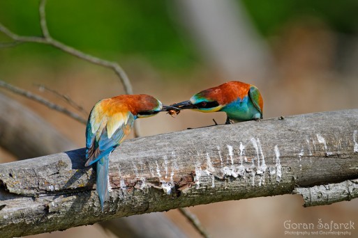 Kingfisher on Drava River