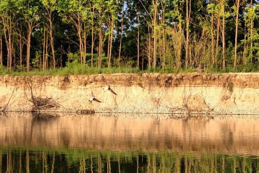 Sand Martin habitat on Drava River