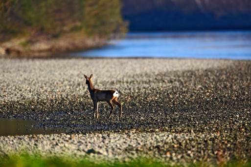 Wildlife on Drava River