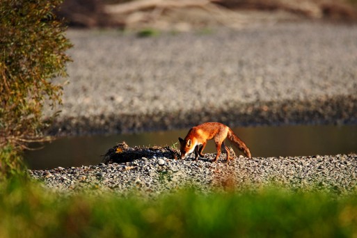 Wildlife on Drava River