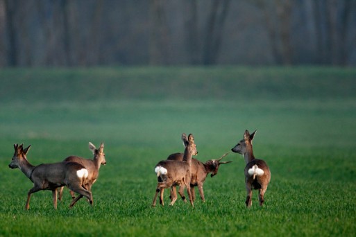 Wildlife on Drava River