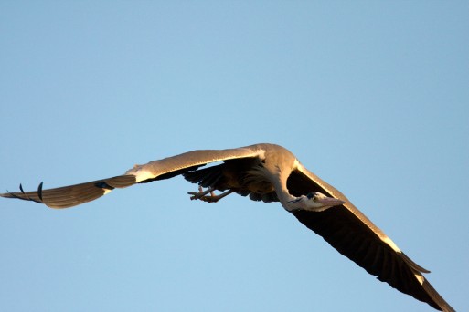 Heron in flight