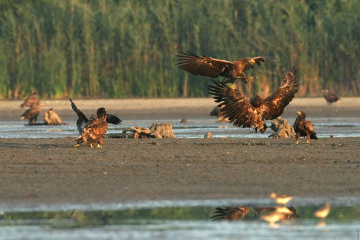 Eagles in Kopački Rit_Mario Romulić