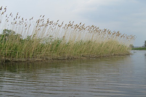 Vegetation returning to river banks after restoration projects