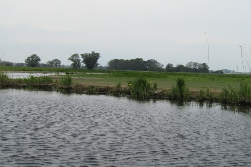 Natural river banks after restoration projects