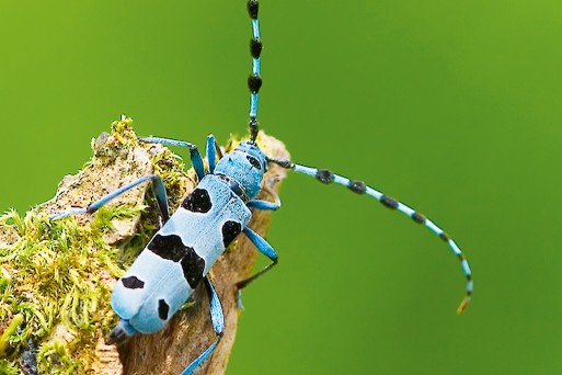 Kalkalpen National Park. Rosalia alpina