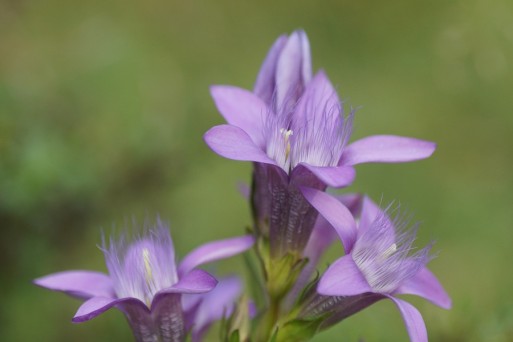 Kalkalpen National Park (Udo G.)