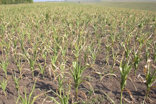 Maize, Iasi, Moldova, July 2007.jpg