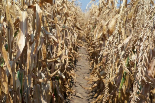 Maize, Slobodzia, Romania, August 2015.jpg