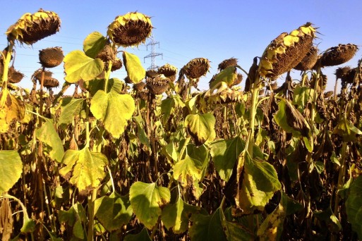 Sunflower, Calarasi, Romania, August 2015.jpg