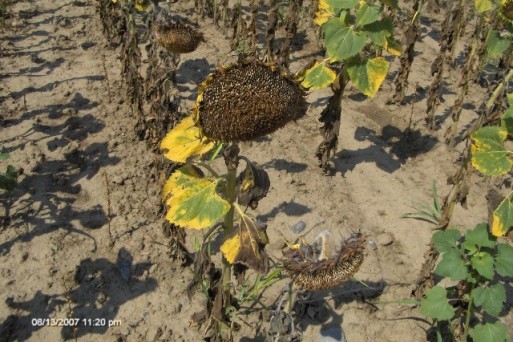 Sunflower, Tulcea, Romania, August 2007.jpg