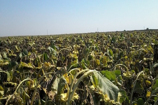 Sunflower, Slobodzia, Romania, August 2017.jpg