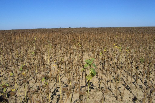 Sunflower, Tulcea, Romania, August 2012.jpg