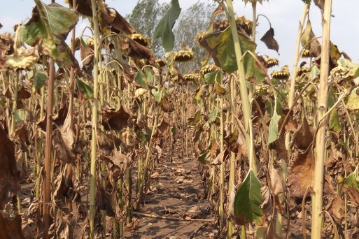 Sunflower, Slobodzia, Romania, August 2015.jpg