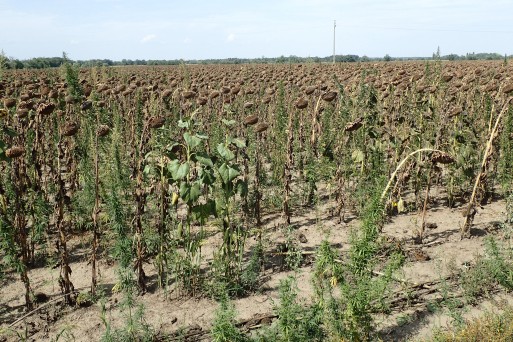 Sunflower, Hungary, August 2017.JPG