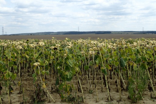 Sunflowers, SLovenia, August 2017.JPG