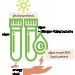 Boost Green Energy Production in Algae