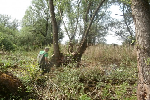 Field research on Umbra crameri