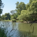 Black Alder seed hunt continues in Slovenia