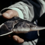 The journey of sturgeons restocking in the Danube