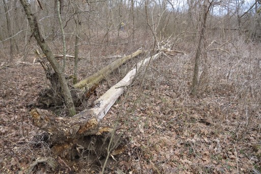 IMG_5230 Dead wood.jpg