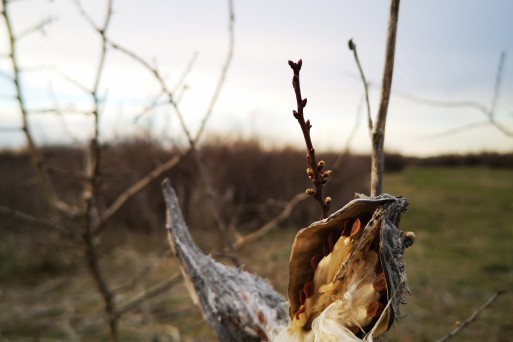 IAS_Common milkweed (2).jpg