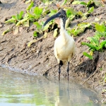 A new bird species for Croatia – the African sacred ibis