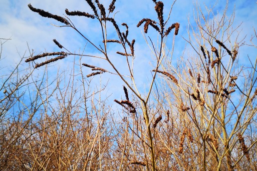 20190213_Amorpha fruticosa_Ivana Sučić.jpg