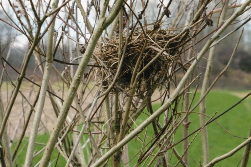 Birds nest on Amorpha_Hartmut Ern.jpg