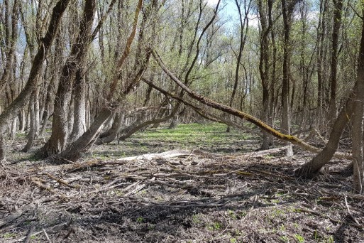 Natural flood markings (mud at the trunks up to a certain height) indicate the flood height in this Salix alba stand.jpg