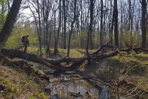 The combination of management regimes of different intensity provides a mosaic of forest structures. Therefore, it is highly valuable for conservation purposes.jpg