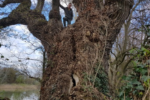 Black poplar veteran tree in the Hungarian study area.jpg