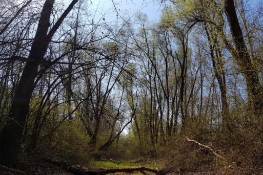 Periodically flooded channels accumulate dead wood and are highly important for natural water dynamics.jpg