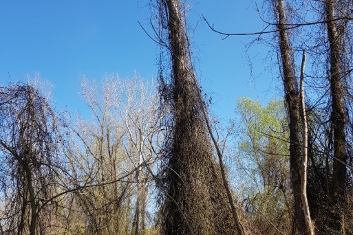 Vitis sxylvestris as a climbing epiphyte growing up to 40m gives some riparian forest stands the appearance of jungle.jpg