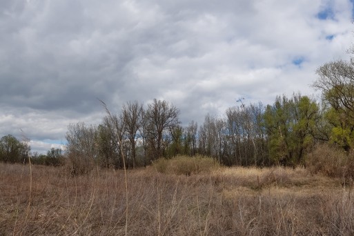 Reed patch in softwood riparian forest.jpg