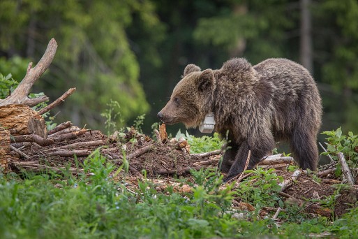 Bear IWO @Ivan Godál.jpg