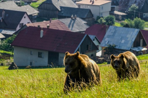 Brown bear above Malatinna village Tomas HULIK_Smallpicture.jpg