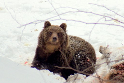 Bear Ema_Lysá_hora_24_1_2019_@Dana BartošováCHKO Beskydy.jpg