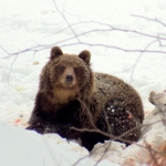 Ema. Ľubo. Iwo... Let Animals Wander in the Countryside.