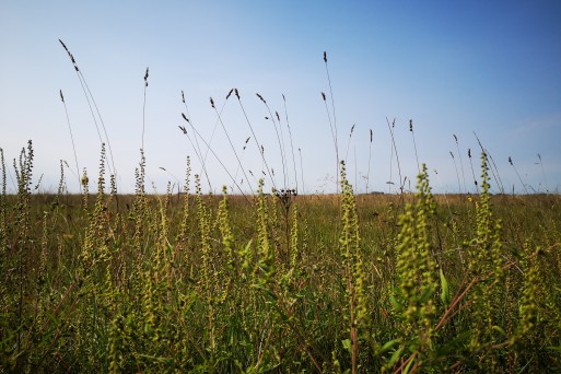 Kiskunsag_National_Park (62).jpg