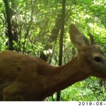 Field Monitoring of Ecological Corridors is Under Preparation