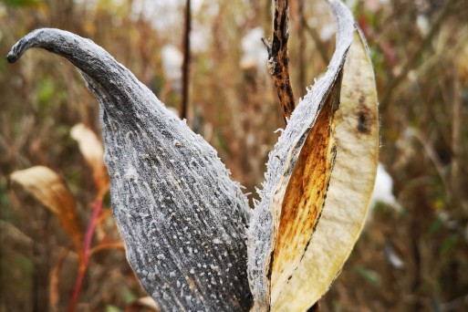 Common milkweed_Ivana_Sučić.jpg