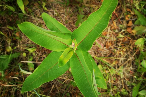 Common milkweed_Ivana_Sučić (1).jpg