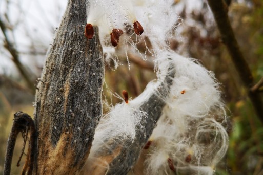 Common milkweed_Ivana_Sučić (4).jpg