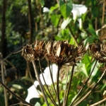 Stop the spreading of the Heracleum mantegazzianum!